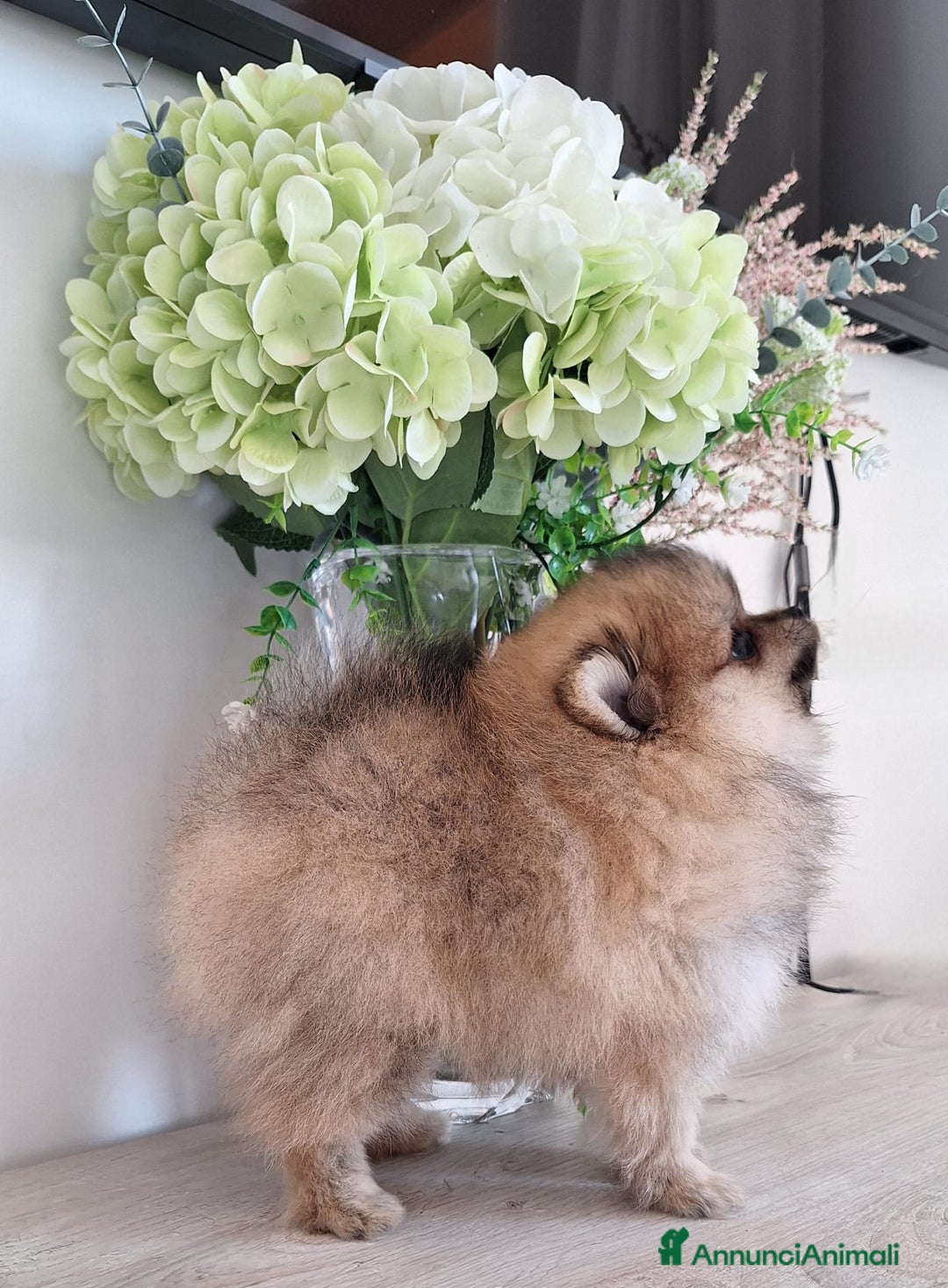 Volpino Pomerania cani in vendita: Spitz tedesco nano - Annuncio 15