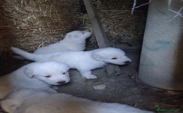 Pastore Maremmano cani a Provincia di Perugia - Annuncio 1