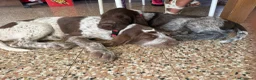 Spinone cani in vendita: Cuccioli di Spinone Italiano - Annuncio 20