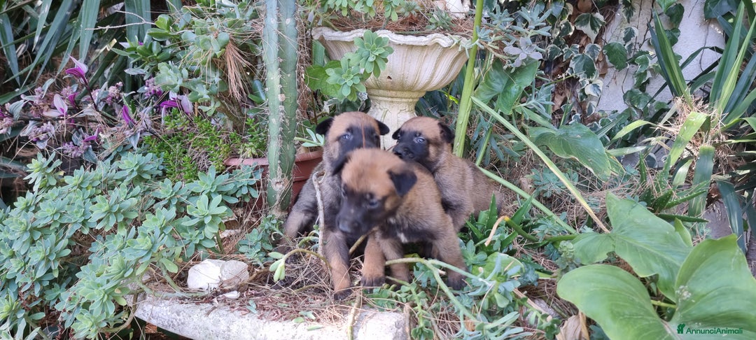 Pastore Belga cani in vendita: Pastore Belga Malinois Salerno Benevento Avellino - Annuncio 8