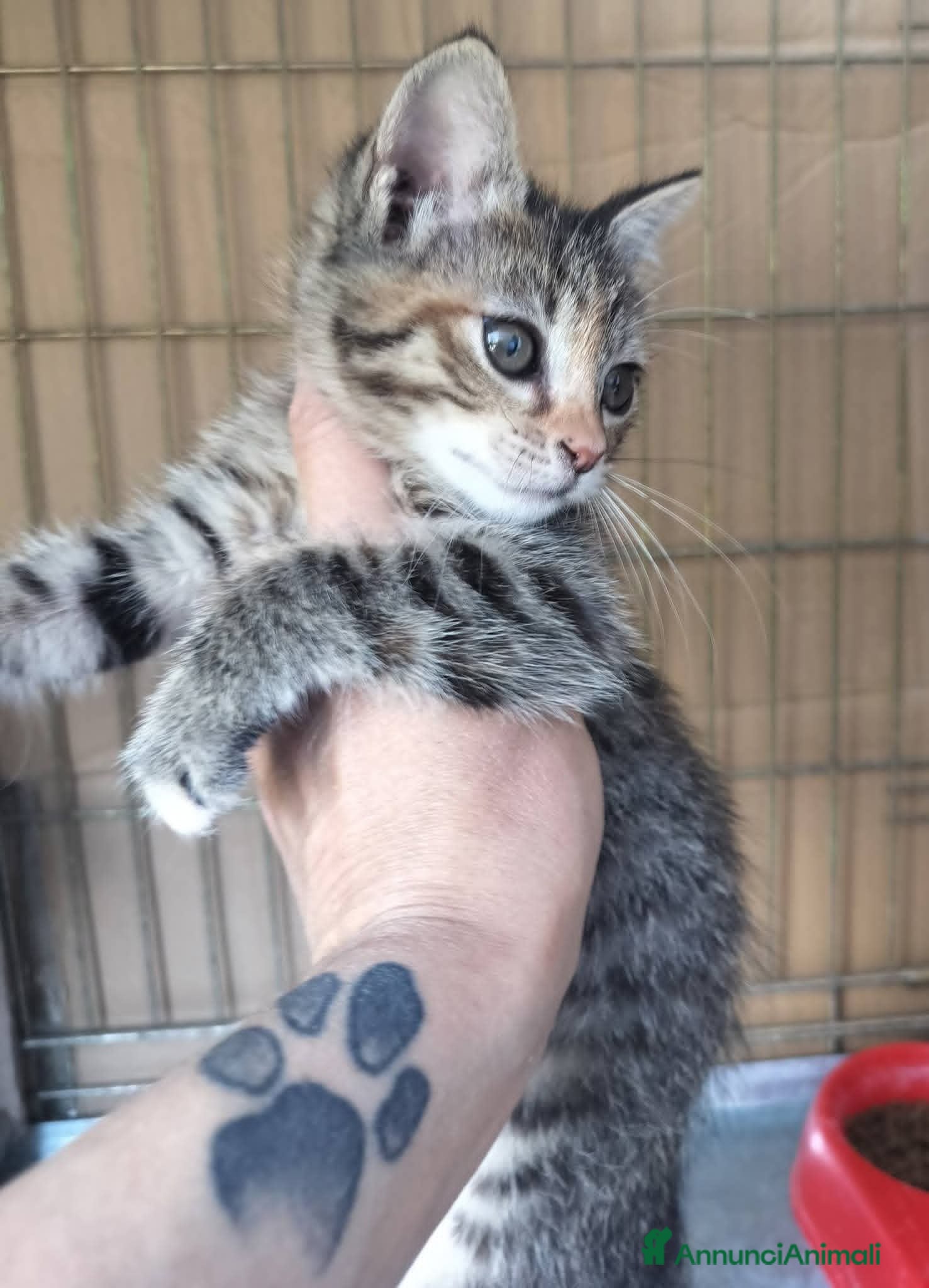 Meticcio gatti Piccola tigratina, circa 2 mesi  - Annuncio 21