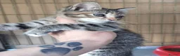 Meticcio gatti in regalo: Piccola tigratina, circa 2 mesi  - Annuncio 5