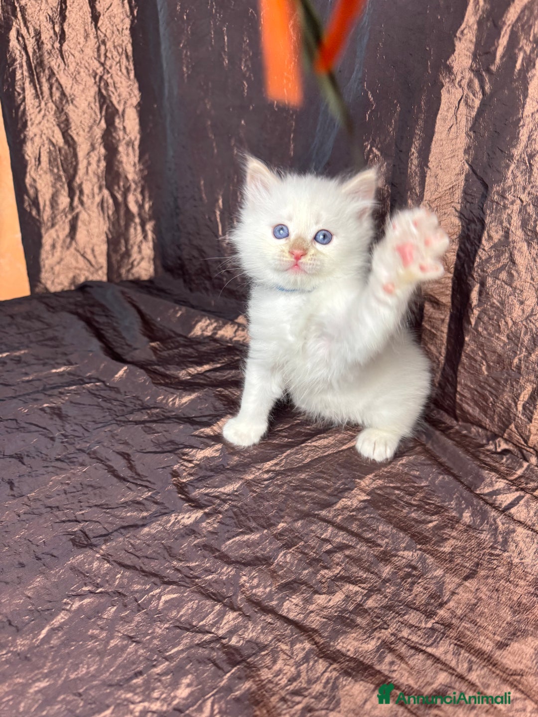 Siberiano gatti in vendita: Ultimo cucciolo disponibile  - Annuncio 1