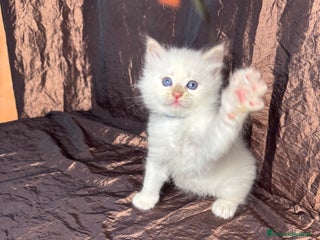 Siberiano gatti Ultimo cucciolo disponibile - Annuncio 1