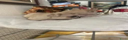Bulldog Francese cani in vendita: Bulldog francesi  a Libero consorzio comunale di Agrigento - Annuncio 2
