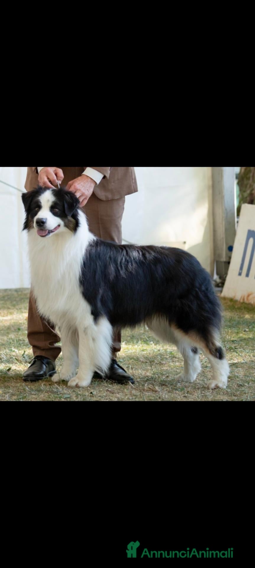 Australian Shepherd cani Pastore Australiano  - Annuncio 23