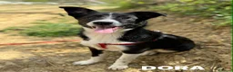 Border Collie cani in regalo: DORA, cucciola timidona. mix BORDER COLLIE - Annuncio 1