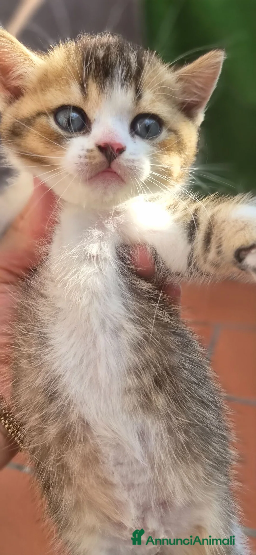 British gatti in vendita: British shorthair  - Annuncio 2