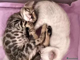 Bengala gatti Gattina Bengala con Pedigree - Annuncio 9