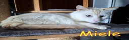 Europeo gatti in regalo: MIELE OGGI CERCA CASA PER SEMPRE - Annuncio 6