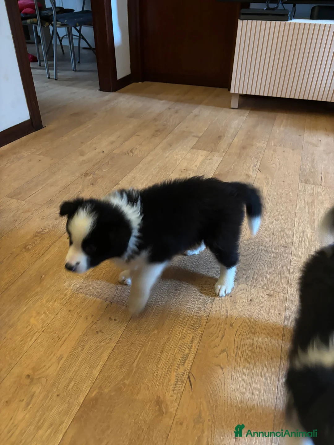 Border Collie cani in vendita: Cuccioli maschi di Border Collie con pedigree ENCI - Annuncio 2