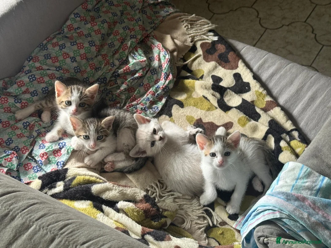 Meticcio gatti in regalo: Cuccioli di gatto dolcissimi  - Annuncio 2