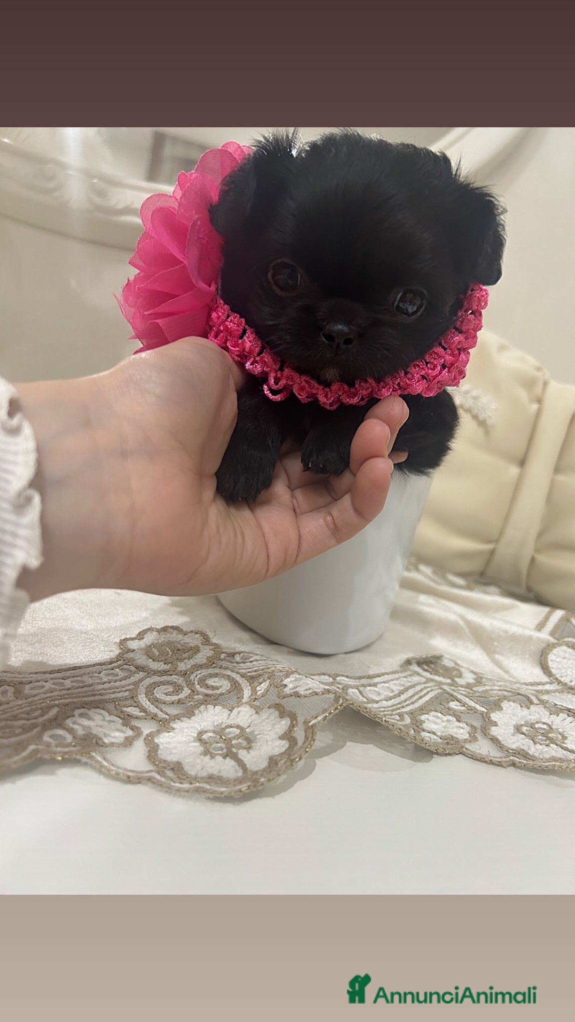 Chihuahua cani Chihuahua femmina - Annuncio 4