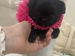 Chihuahua cani Chihuahua femmina - Annuncio 4