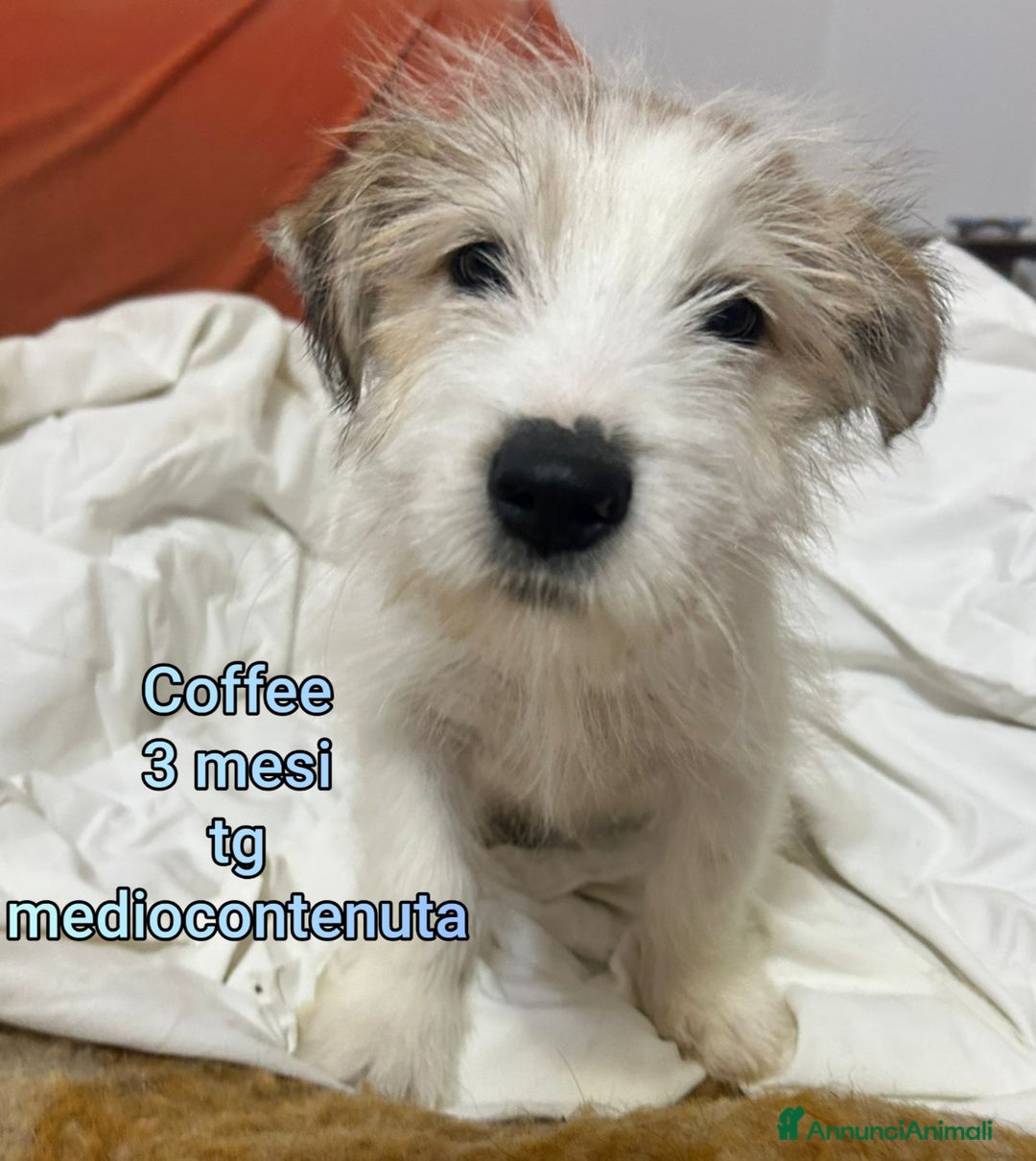 Meticcio cani in regalo: CUCCIOLI BISOGNOSI IN CERCA D'AMORE  - Annuncio 5