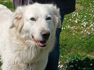 Meticcio cani DILETTA LA BONTA' ASSOLUTA CERCA CASA - Annuncio 5