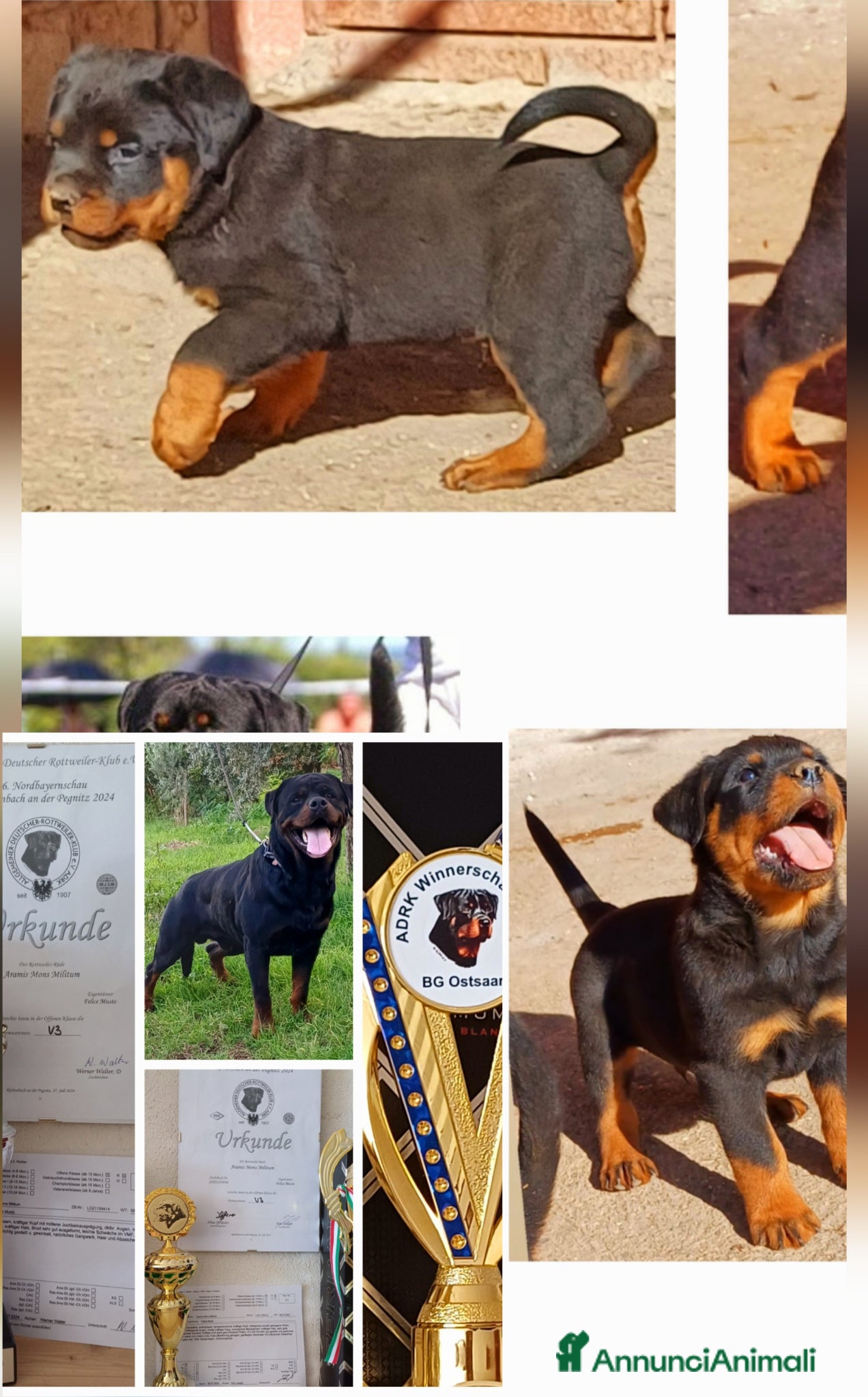 Rottweiler cani in vendita: Disponibili cuccioli Rottweiler  - Annuncio 5