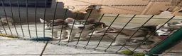 Husky cani in vendita: Husky di 4mesi - Annuncio 4