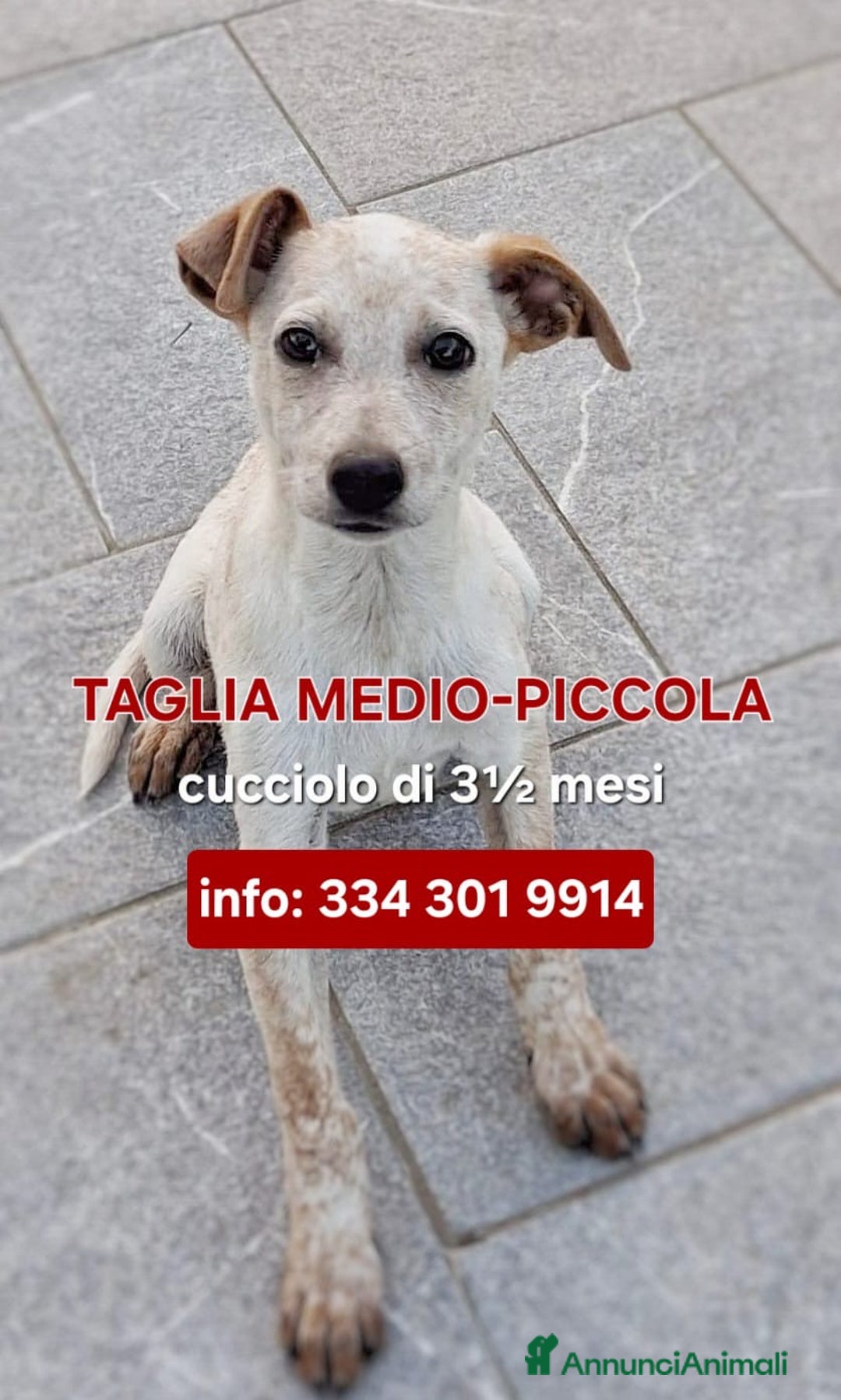 Meticcio cani in regalo: CUCCIOLO 💙 -di nome e di fatto 🥰, cerca una casa - Annuncio 2