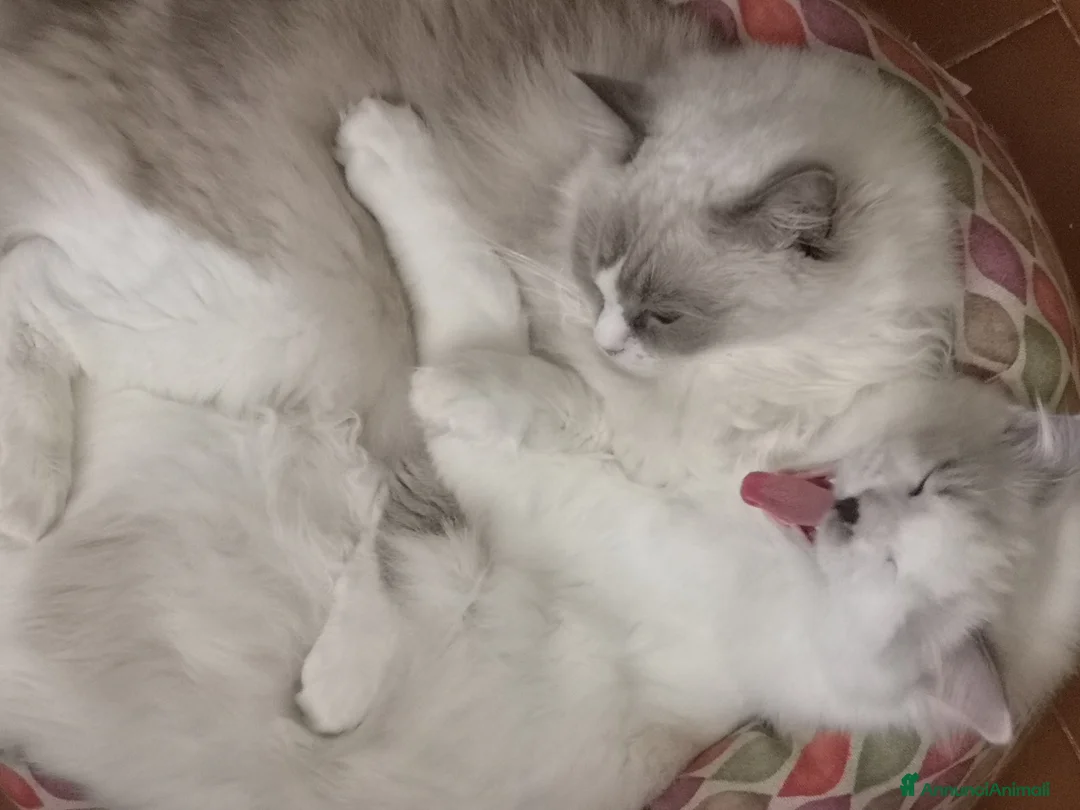 Ragdoll gatti per accoppiamento: Il regale Matisse cerca una principessa - Annuncio 2