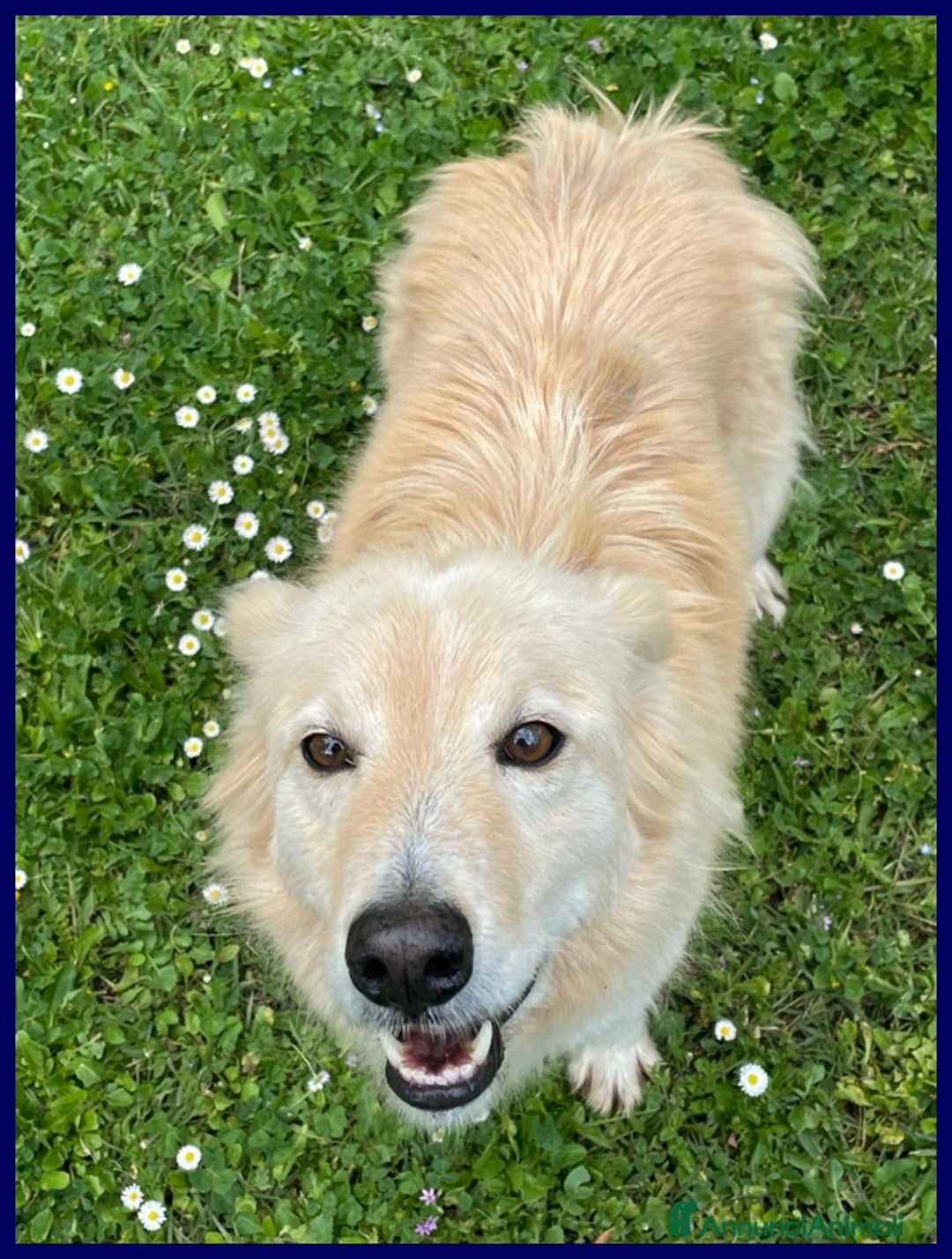 Meticcio cani in regalo: LUCKY-COTONE, IL NOSTRO ANGELO PELOSO, ASPETTA ANC a Città metropolitana di Milano - Annuncio 4