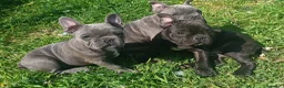 Bulldog Francese cani in vendita: Cuccioli di bulldog francese da privato  a Città Metropolitana di Bari - Annuncio 2