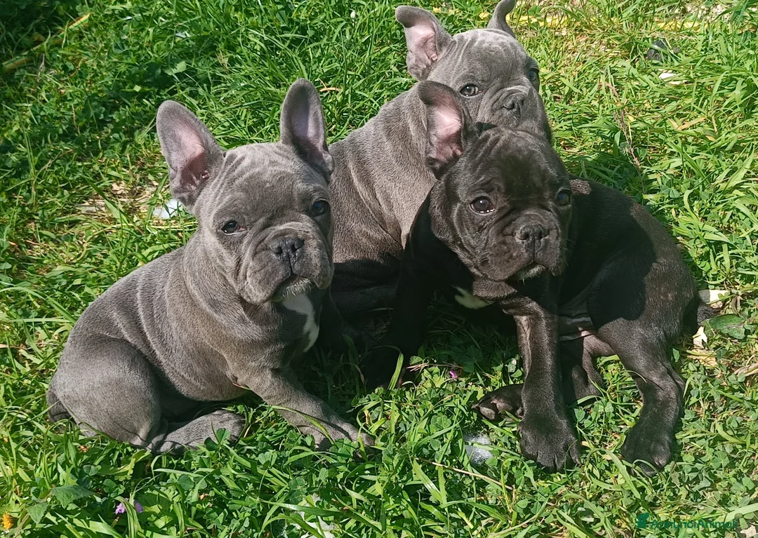 Bulldog Francese cani in vendita: Cuccioli di bulldog francese da privato  a Città Metropolitana di Bari - Annuncio 2