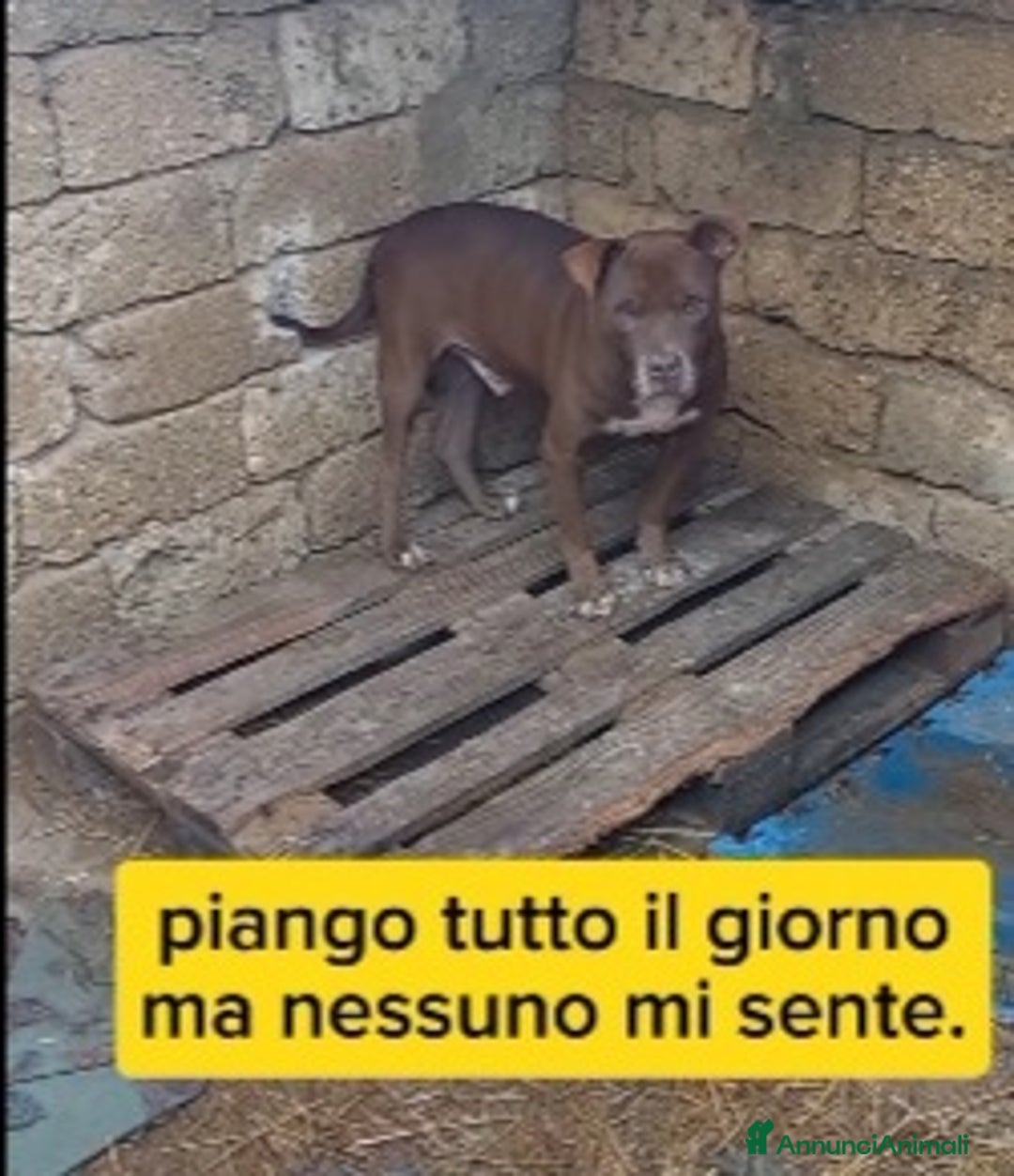 Meticcio cani in regalo: 8anni di attese e pianti in box..SALVIAMOLO a Città metropolitana di Milano - Annuncio 5