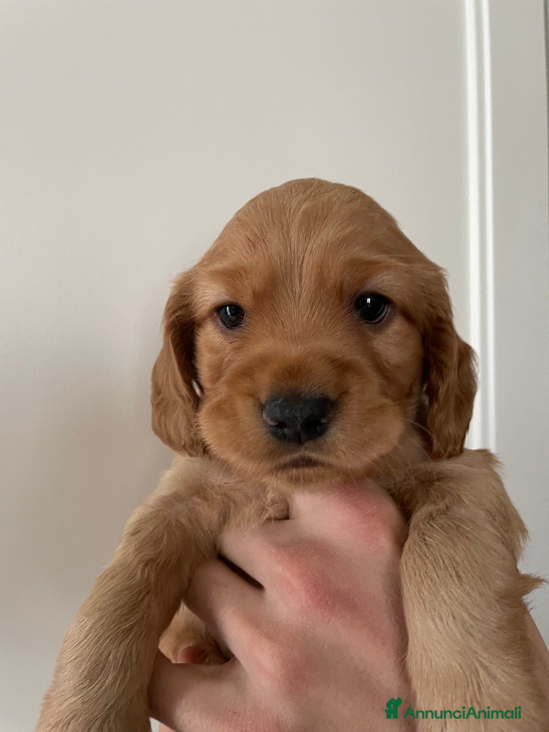 Cocker cani in vendita: Dolcissimi cuccioli di Cocker Spaniel Inglese - Annuncio 14