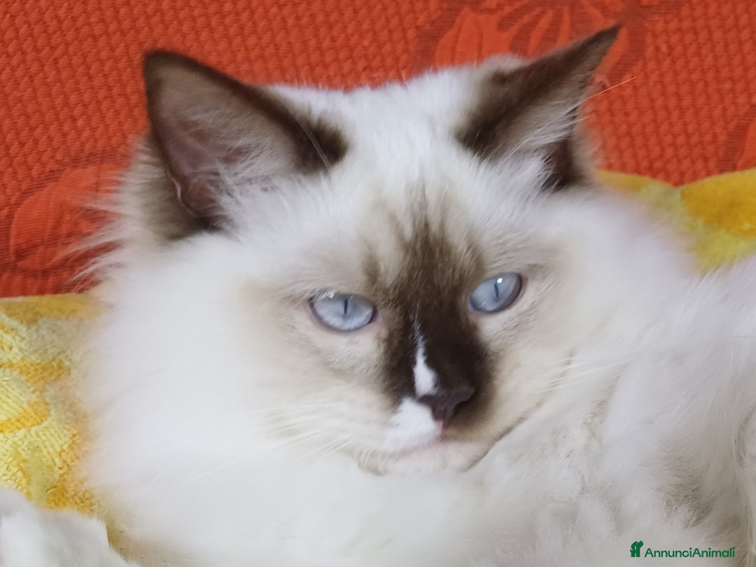 Ragdoll gatti in vendita: Wonder Blue Shakespeare - Annuncio 3