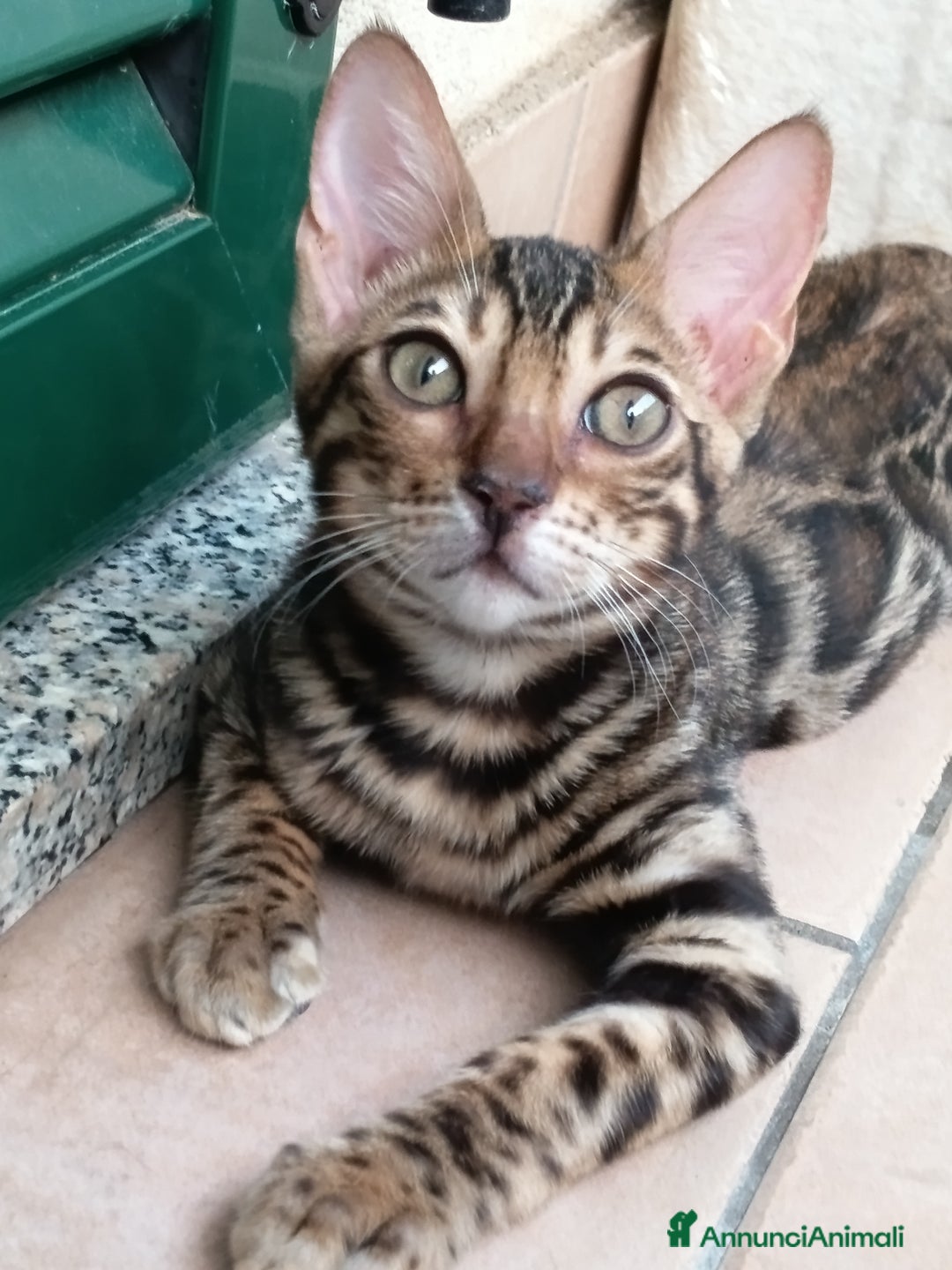 Bengala gatti in vendita: Brown Spotted  a Città metropolitana di Milano - Immagine 10