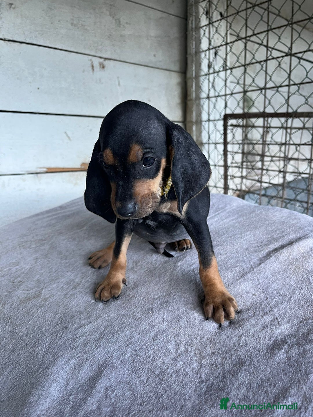 Segugio cani in vendita: segugio italiano  - Annuncio 6