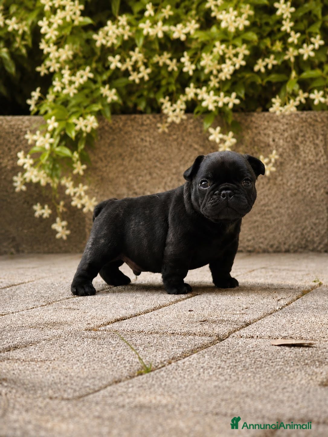 Bulldog Francese cani BELLISSIMI CUCCIOLI DI BOULEDOGUE FRANCESE!!! - Annuncio 1