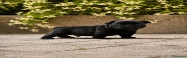 Maschio