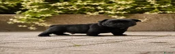 Bulldog Francese cani in vendita: BELLISSIMI CUCCIOLI DI BOULEDOGUE FRANCESE!!! - Annuncio 1