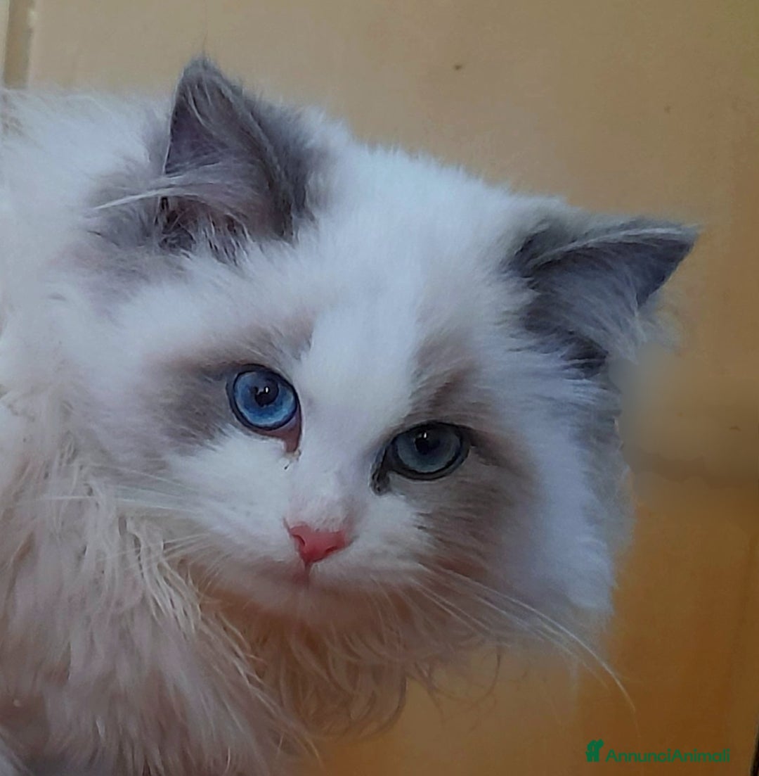 Ragdoll gatti in vendita: ULTIMA CUCCIOLA RAGDOLL CON PEDIGREE! ❤️ - Annuncio 2