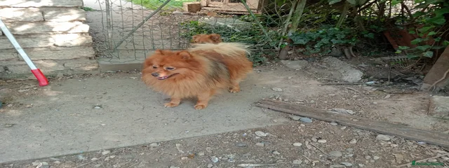 Balu 