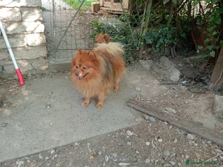 Balu