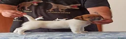 Jack Russell cani in vendita: Cucciolata jack Russell terrier con pedigree  - Annuncio 19
