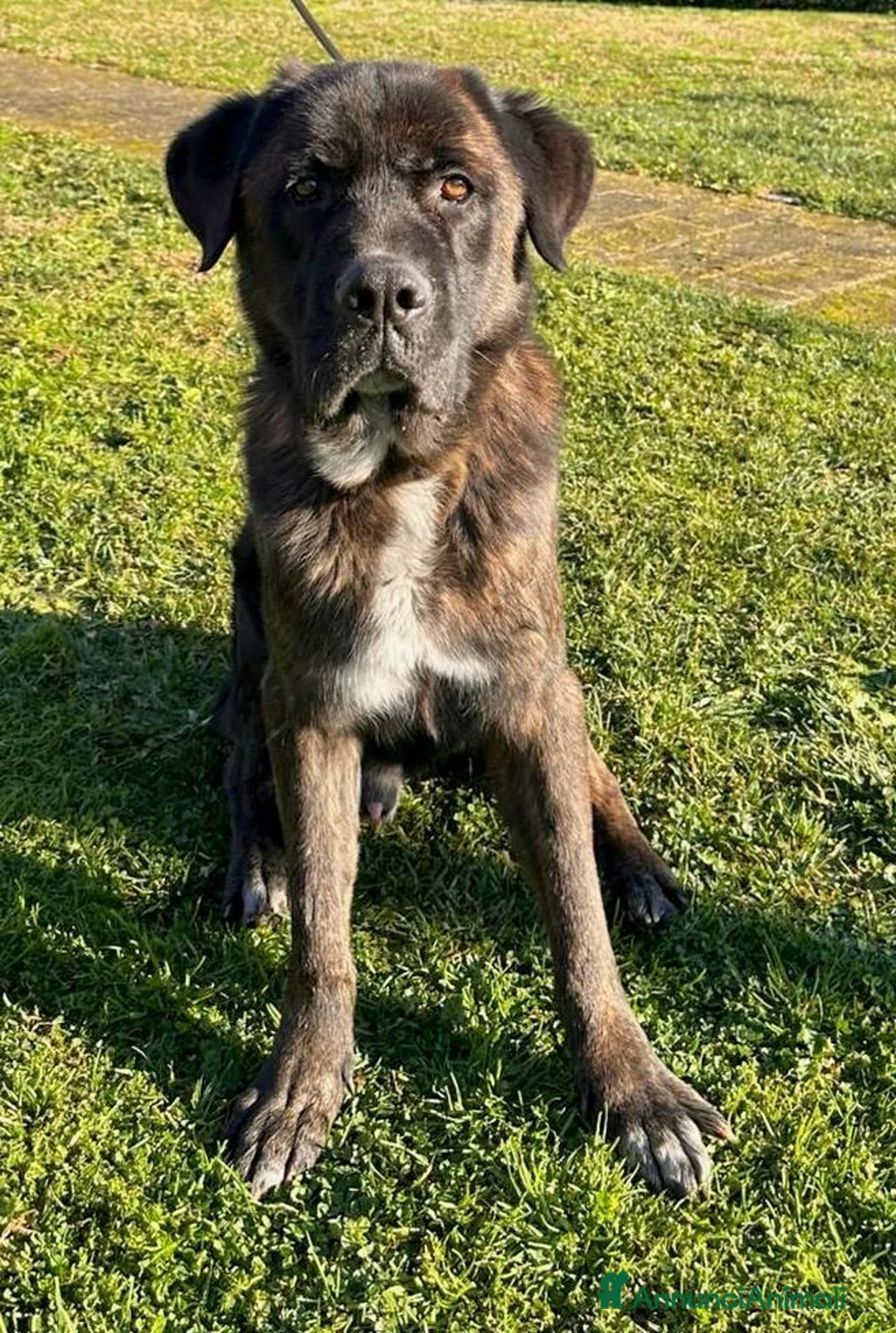 Meticcio cani in regalo: Tyson cerca casa a Città Metropolitana di Bologna - Annuncio 6