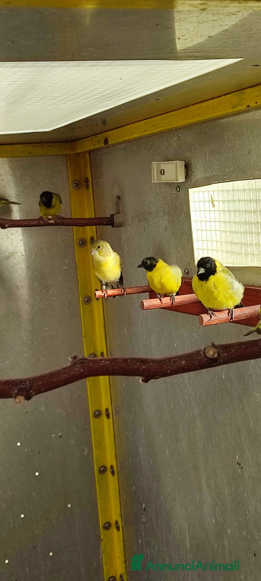 Altre razze gatti in vendita: Lucherini Di Magellano Novelli 2025 - Annuncio 2