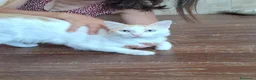 Europeo gatti in regalo: Blanco, un dolcissimo e calmo tenerone  - Annuncio 2