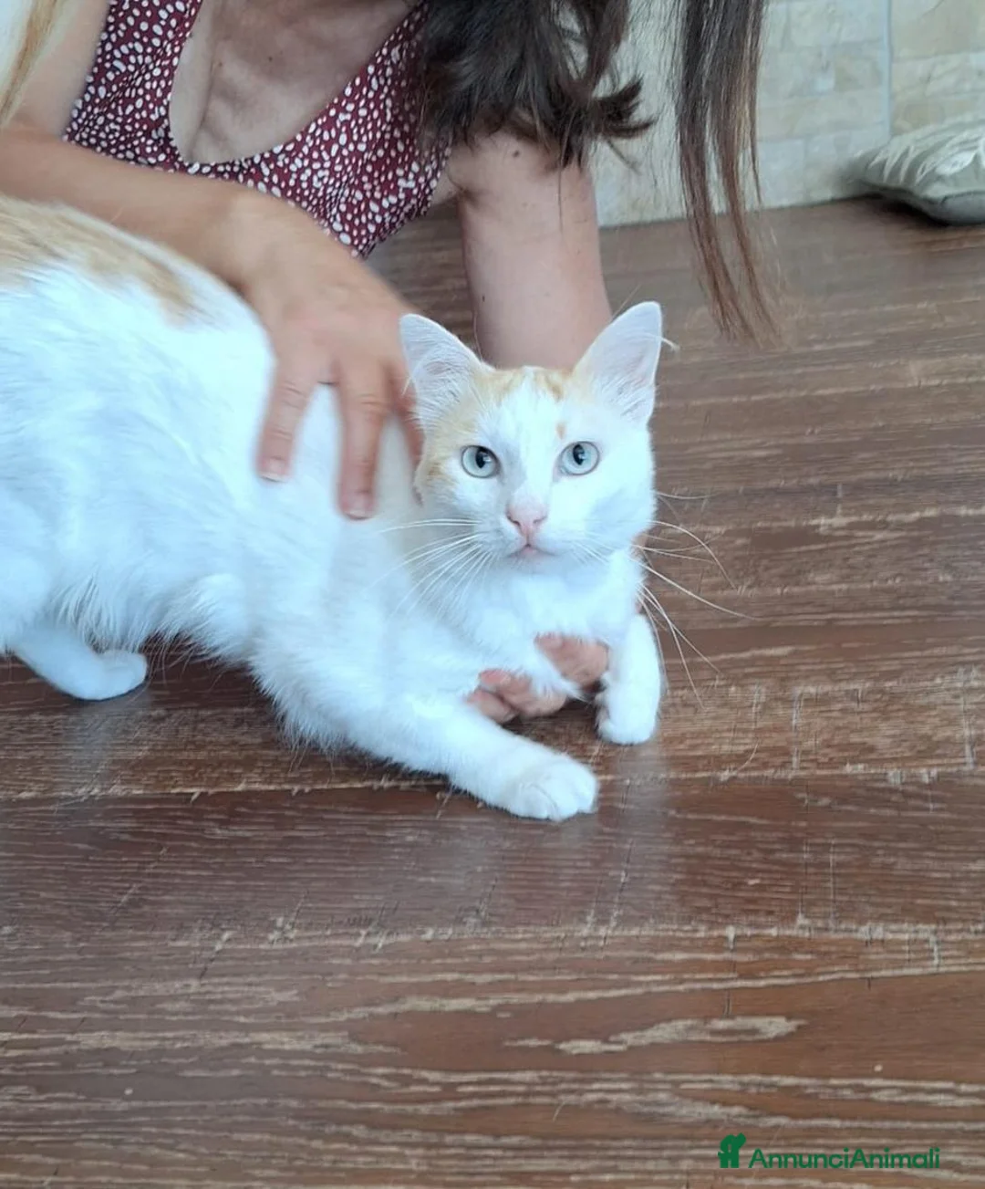 Europeo gatti in regalo: Blanco, un dolcissimo e calmo tenerone  - Annuncio 2