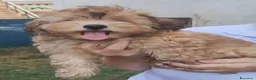 Bichon cani in vendita: Cucciolo maschio Bichon Havanese - Annuncio 4