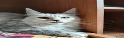 Maine Coon gatti in vendita: Cucciola Maine Coon silver - Annuncio 5