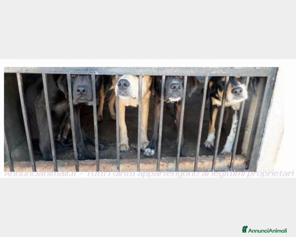 Meticcio cani Tendi La Zampa Onlus...adotta un galeotto! a Roma - Annuncio 8