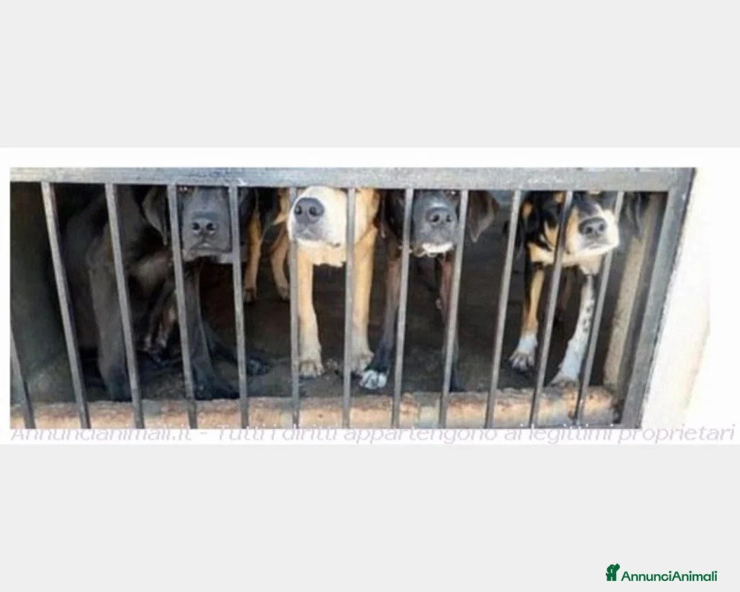 Meticcio cani in regalo: Tendi La Zampa Onlus...adotta un galeotto! a Roma - Annuncio 1