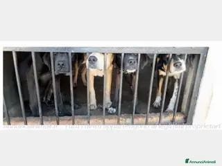 Meticcio cani Tendi La Zampa Onlus...adotta un galeotto! a Roma - Annuncio 4