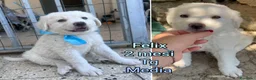 Meticcio cani in regalo: CUCCIOLI ABBANDONATI: URGENTE  a Città Metropolitana di Torino - Annuncio 6
