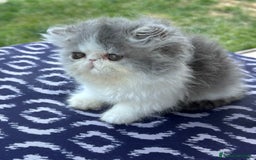 Persiano gatti in vendita: Cucciolo gatto persiano  a Città Metropolitana di Torino - Immagine 3